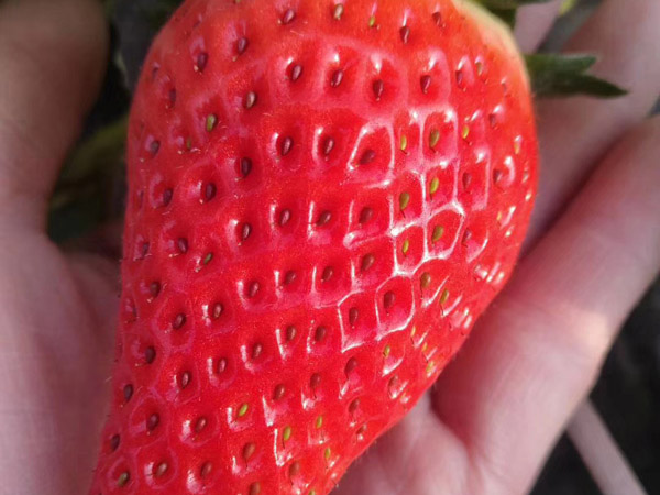 寧玉草莓