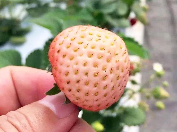 桃熏草莓