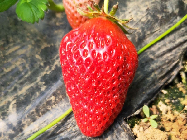 全明星草莓